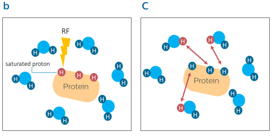 図1.CEST/APTの基本原理　プロトンとバルク水 image